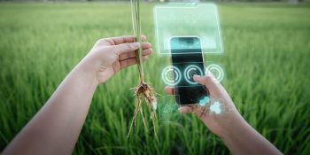 Rising AI adoption is also enabling sustainability, new IBM research finds