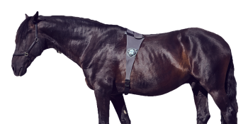 PetTech startup Piavita lassoes $5.5 million to track horse health